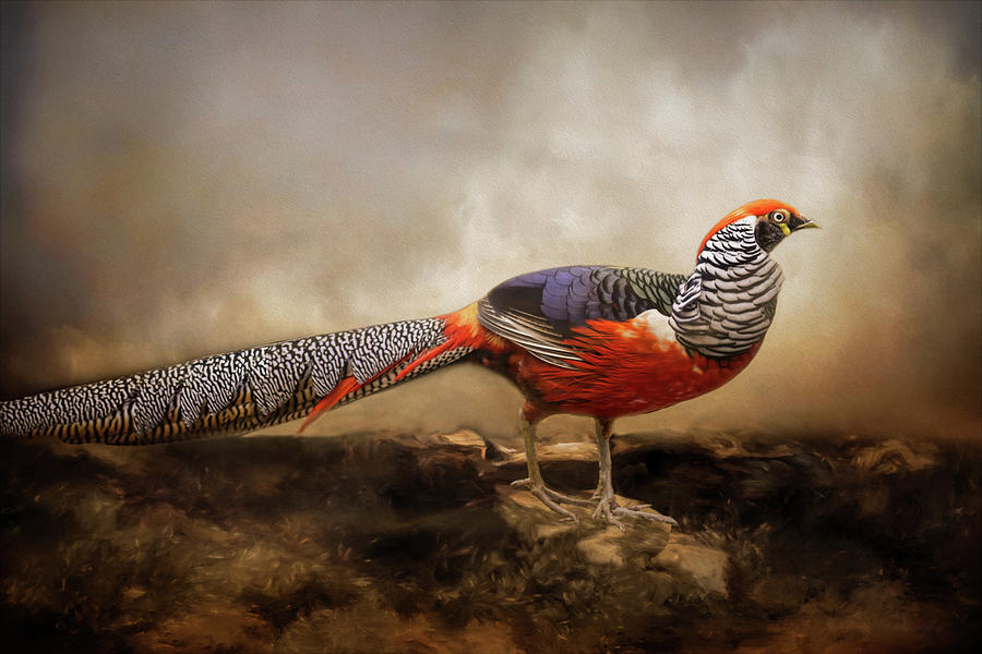 Red Pheasant Looking Right Mixed Media by Kathy Kelly