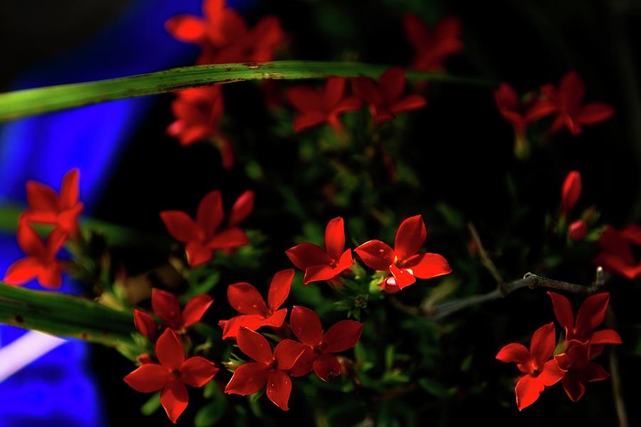 Red Phlox like Flower Photograph by Ed Stines