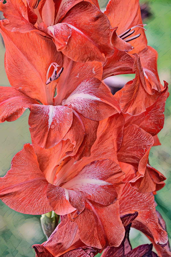 Red Pink Gladiolus Flowers Artsy Portrait Digital Art by Gaby Ethington