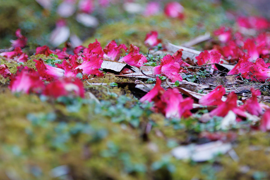 Red-pink petals on the forest floor Photograph by Radek Kucharski