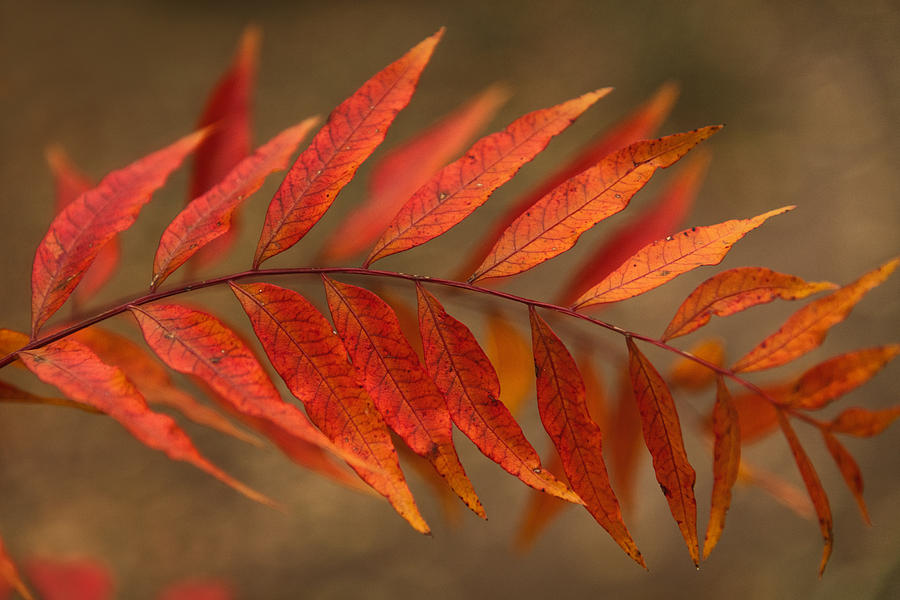 Red Pistacio Leaves  Photograph by Saija Lehtonen