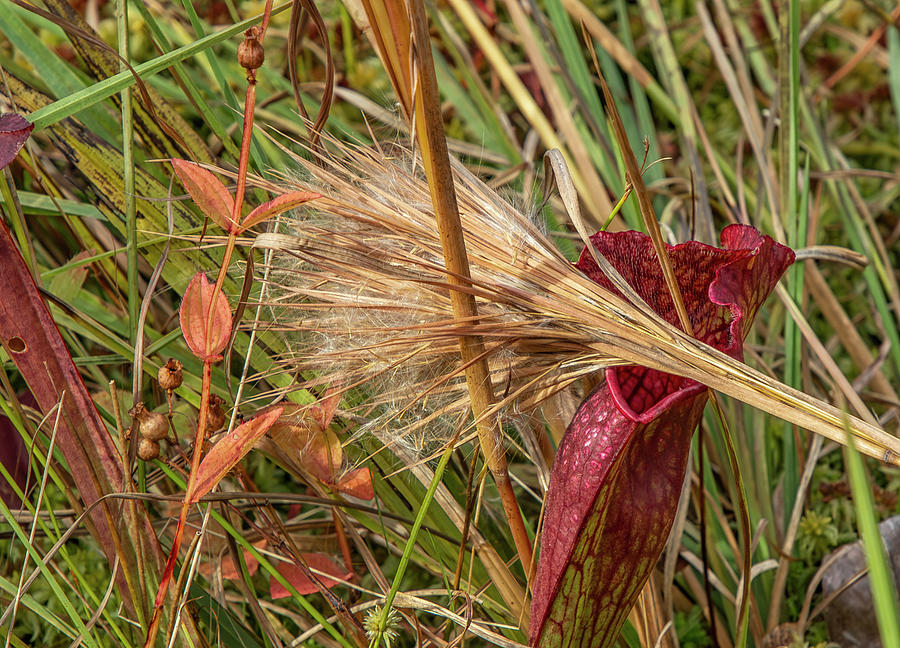 Red Pitcher Plant an Pampas Grass Photograph by Cate Franklyn