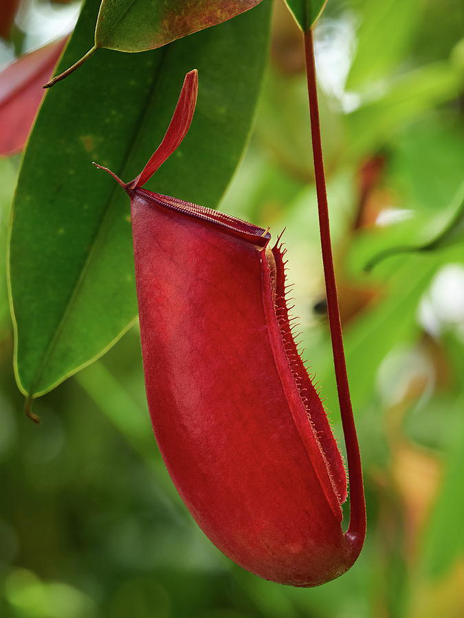 Red Pitcher. Tropical Pitcher Plant Photograph