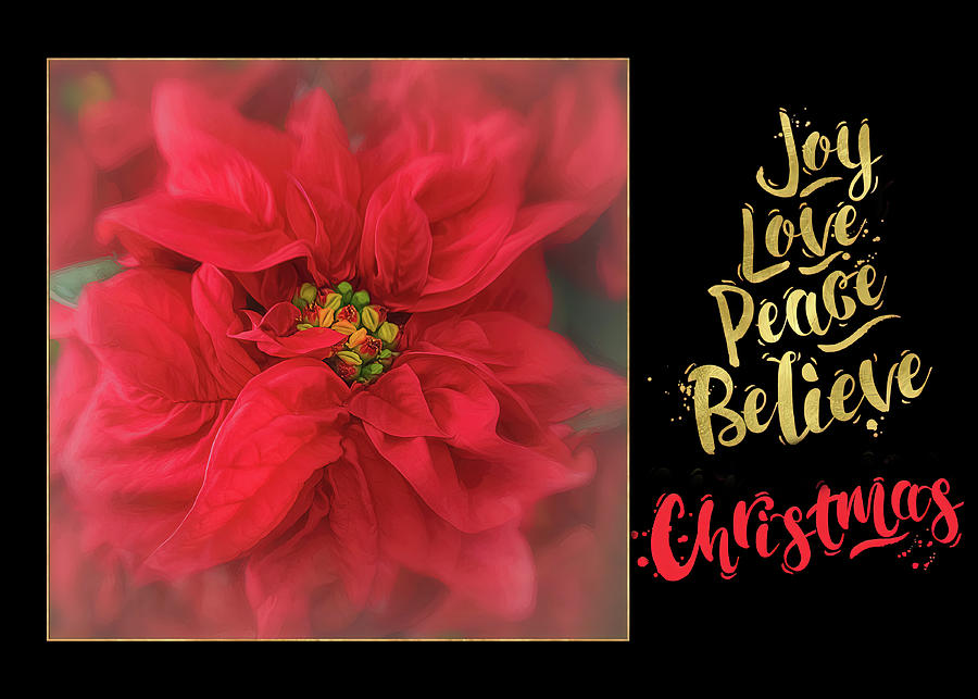 Red Poinsettia Christmas Card  Photograph by Teresa Wilson