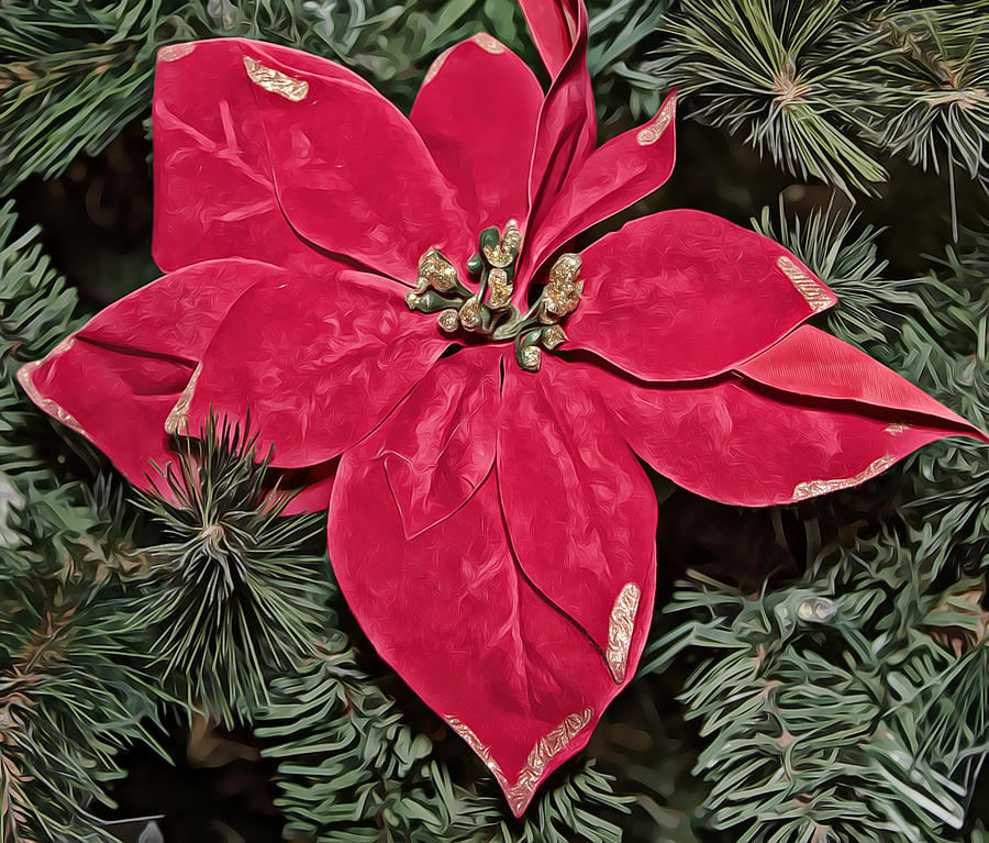 Red Poinsettia Graphic Photograph by Alison Frank