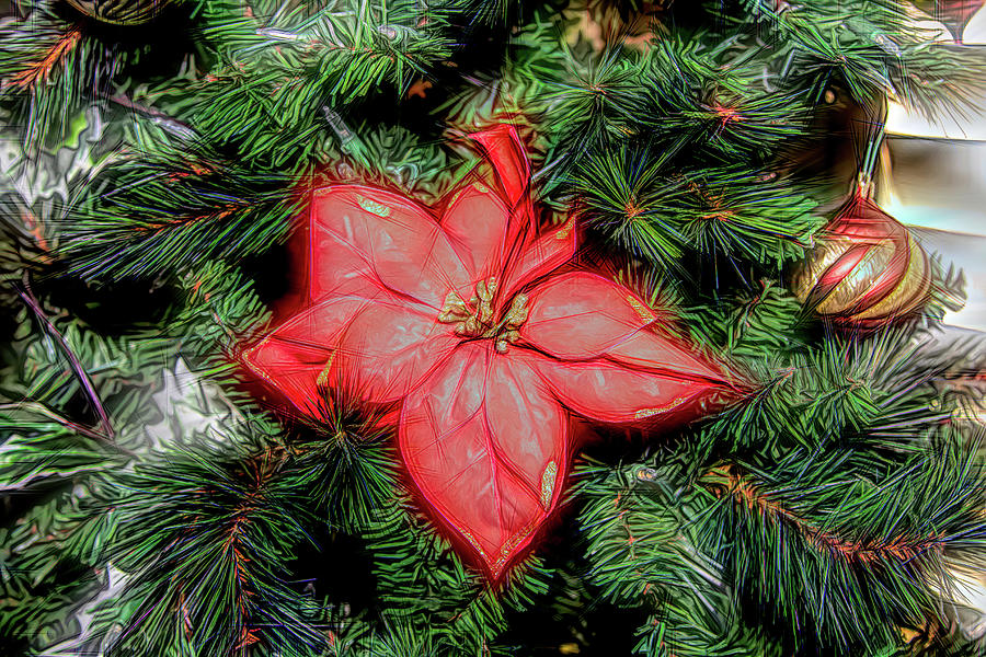 Red Poinsettia Sketch Photograph by Alison Frank