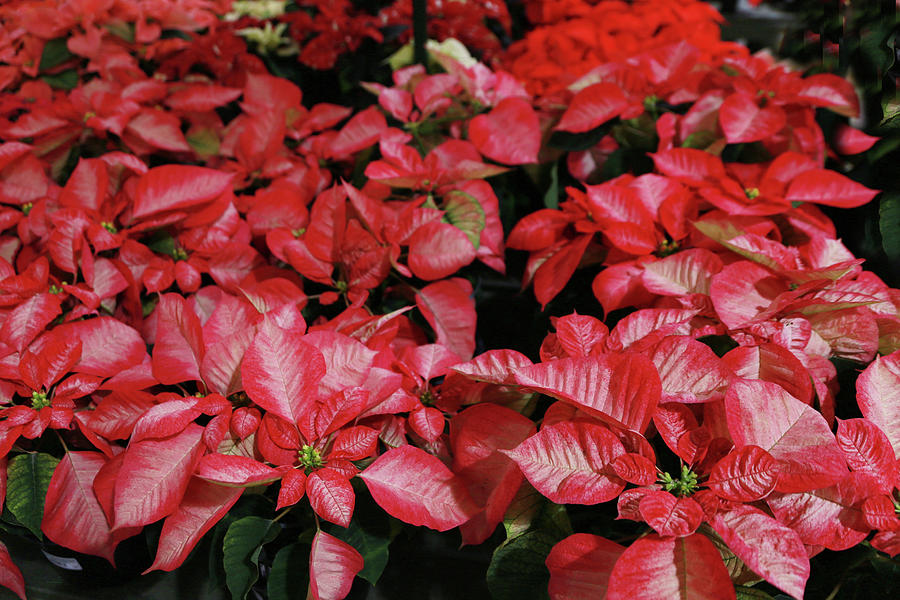 Red Poinsettias  Photograph by Dennis Baswell