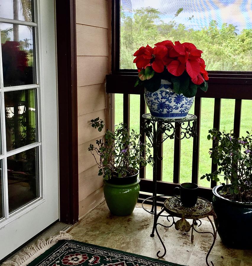 Red Poinsettias in the blue and white pot out on the lanai  Photograph by Lehua Pekelo-Stearns