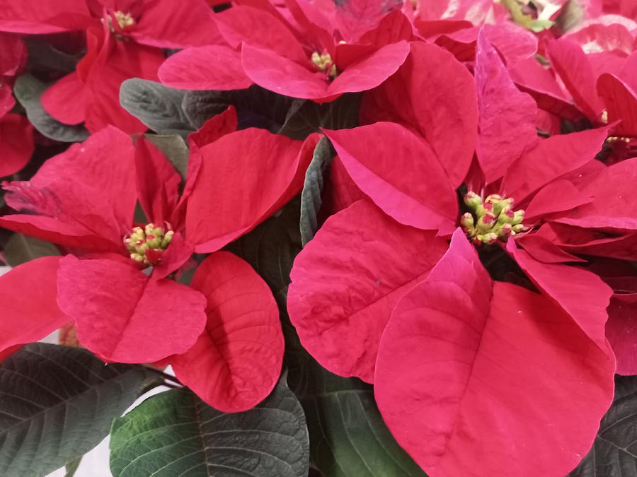 Red Pointsettias  Photograph by Vickie G Buccini
