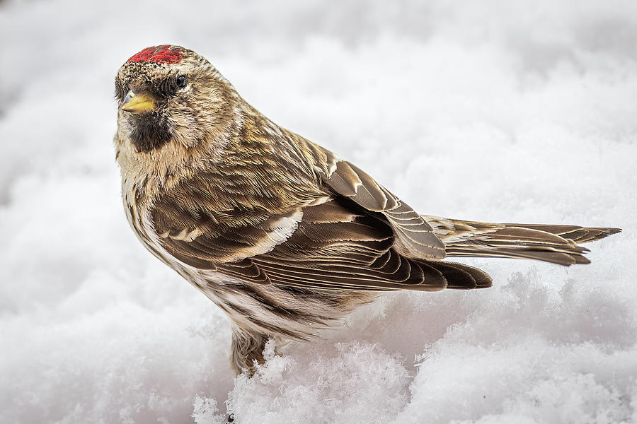 Red Poll On Snow Photograph by Paul Freidlund