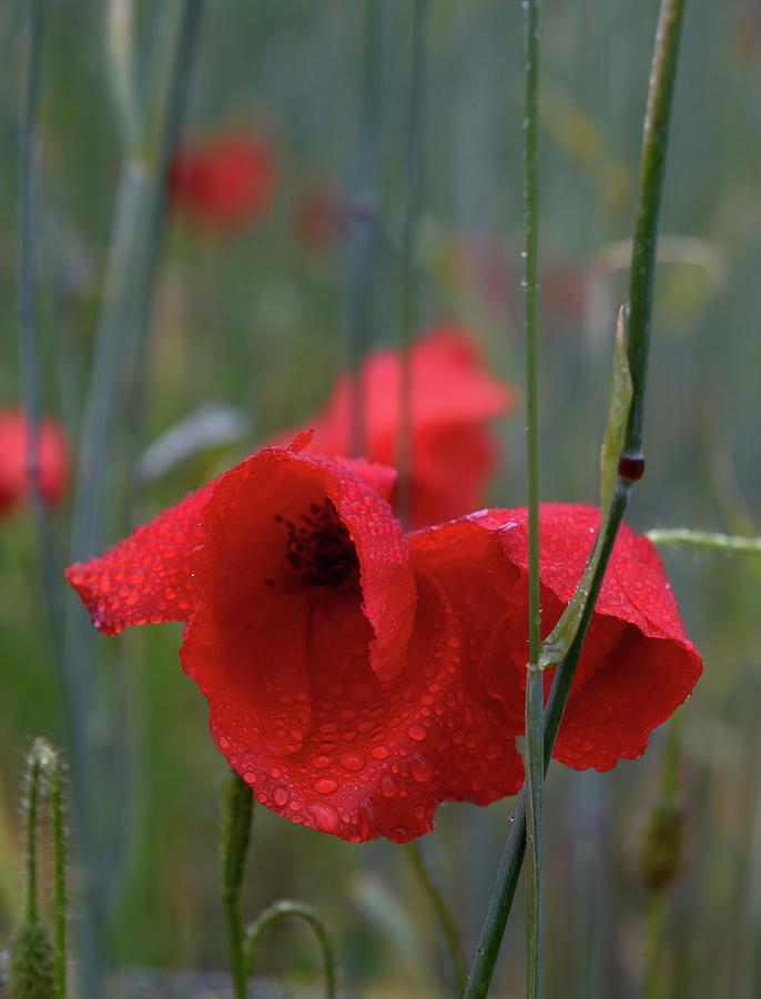 Red Poppies 1 Photograph