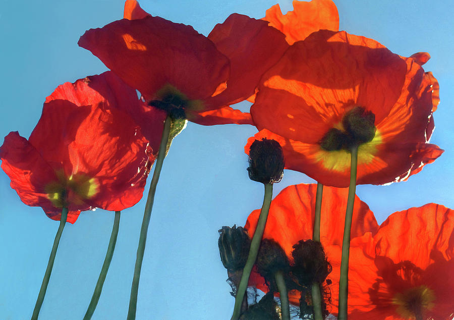 Red Poppies and Sky Photograph by Jaeda DeWalt