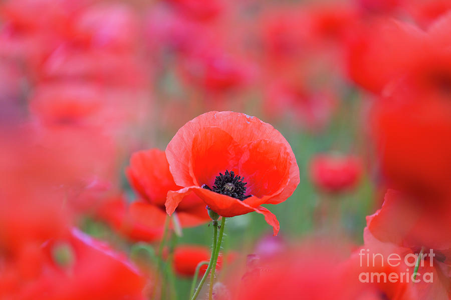 Red Poppies Photograph by Arterra Picture Library