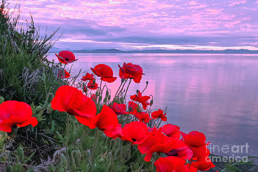 Red Poppies at dawn Photograph by Michael Wheatley