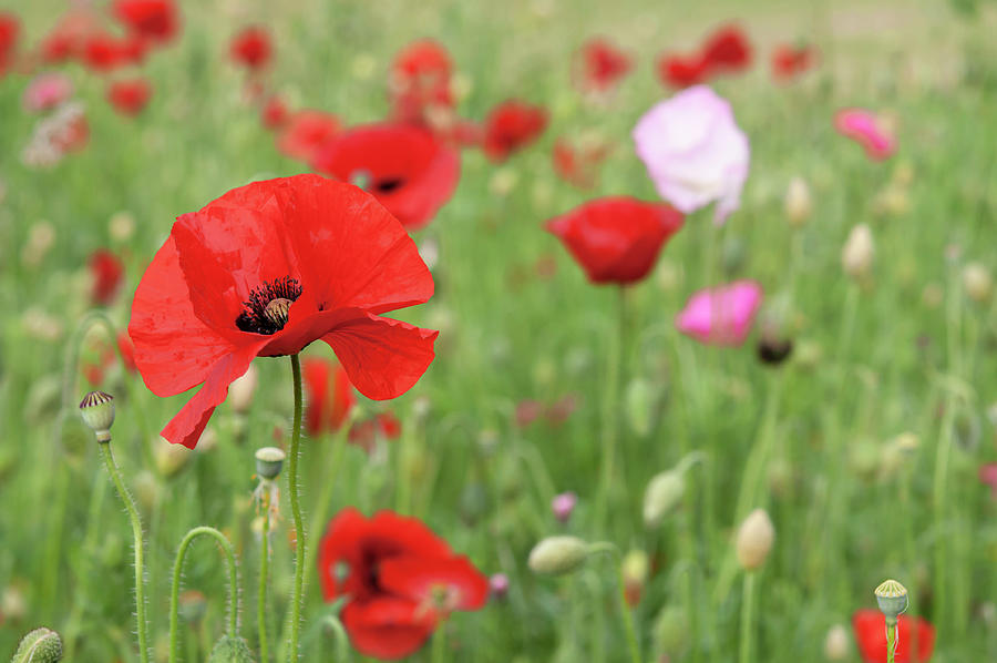 Red Poppies at Pictorial Meadow Photograph by Jenny Rainbow