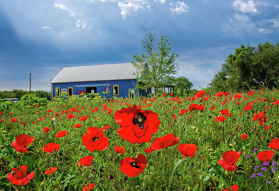 Red Poppies at the Blue Barn Photograph by Lynn Bauer