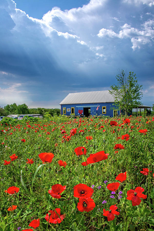 Red Poppies at the Blue Barn vertical Photograph by Lynn Bauer