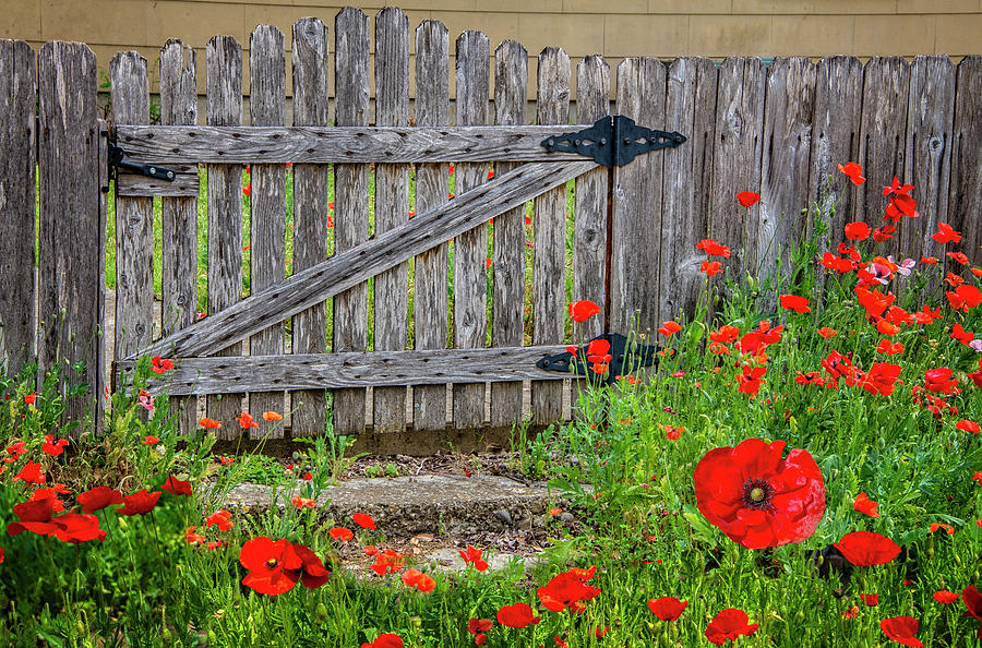 Red Poppies at the Gate Photograph by Lynn Bauer