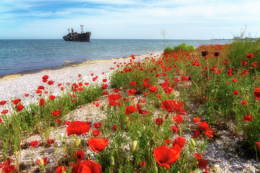 Red poppies by the Black Sea Photograph by Marzena Grabczynska Lorenc