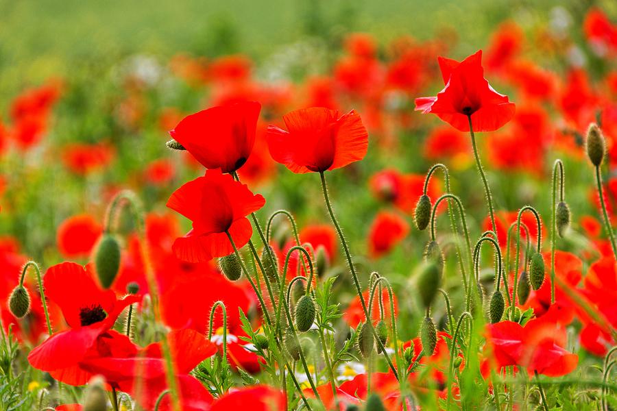 Red poppies Photograph by Chris Clark