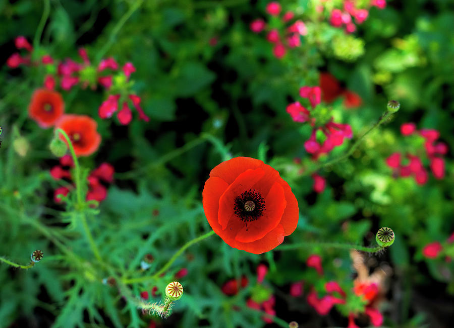 Red Poppies Photograph by Faith Burns