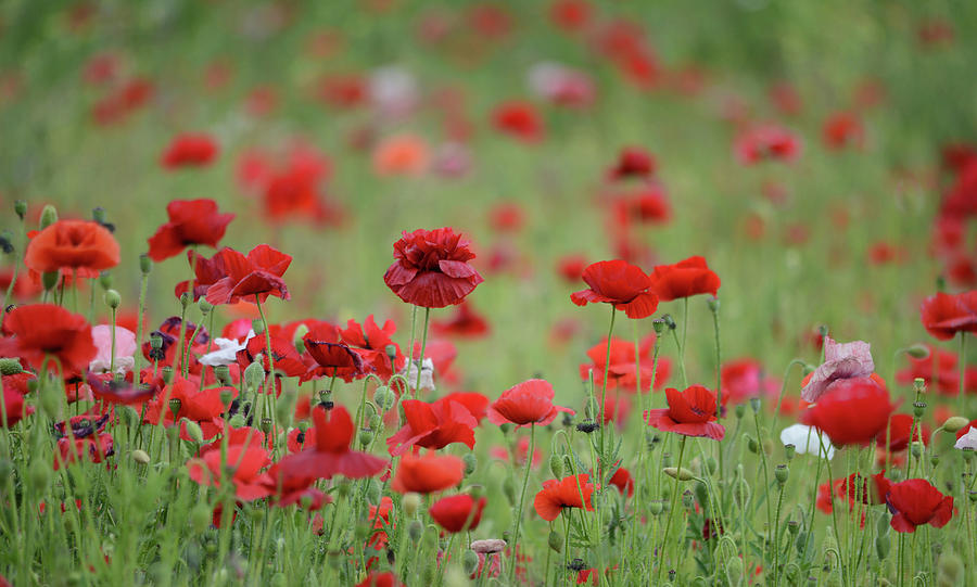 Red Poppies Forever Photograph by Whispering Peaks Photography