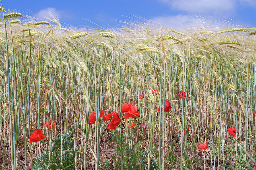 Red poppies in a cornfield Photograph by Bryan Attewell