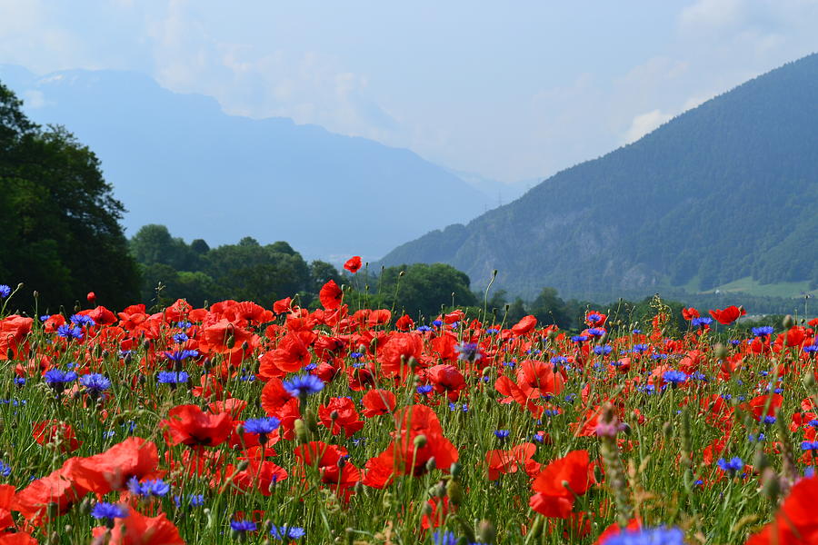 Red poppies in Swiss Alps in Maienfeld Photograph by Anton Liachovic ...