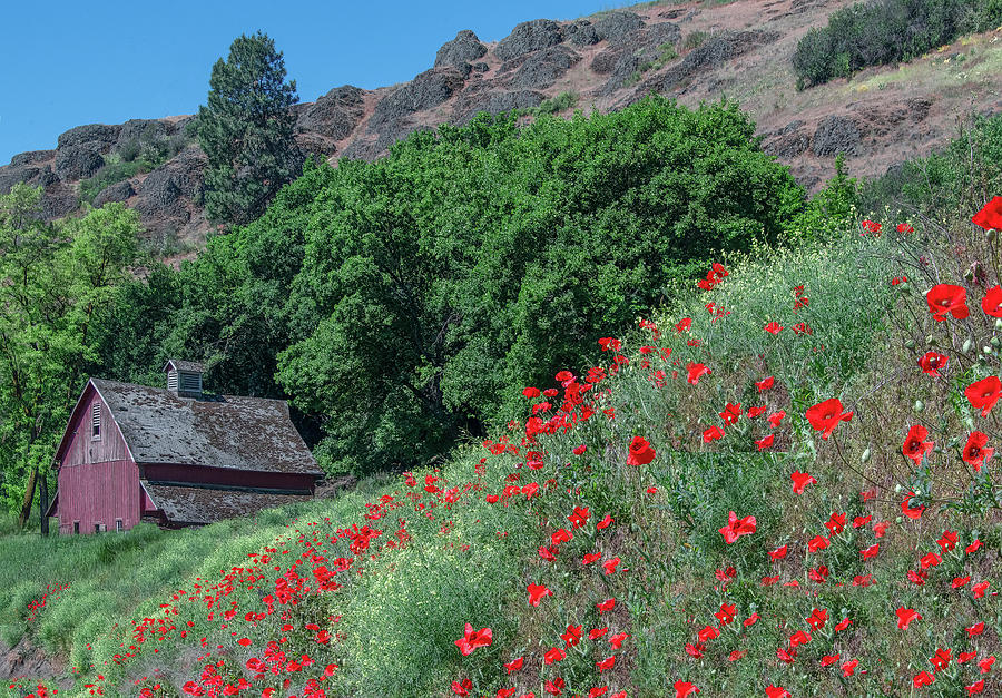 Red Poppies on the Hillside Photograph by Marcy Wielfaert