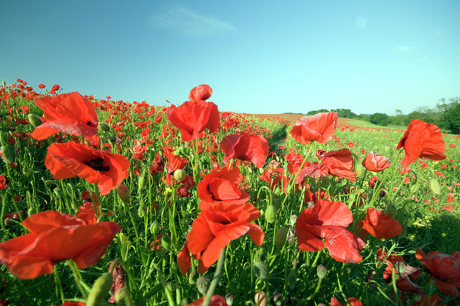 Red Poppies In The Wind Photograph by Paul Thompson | Fine Art America