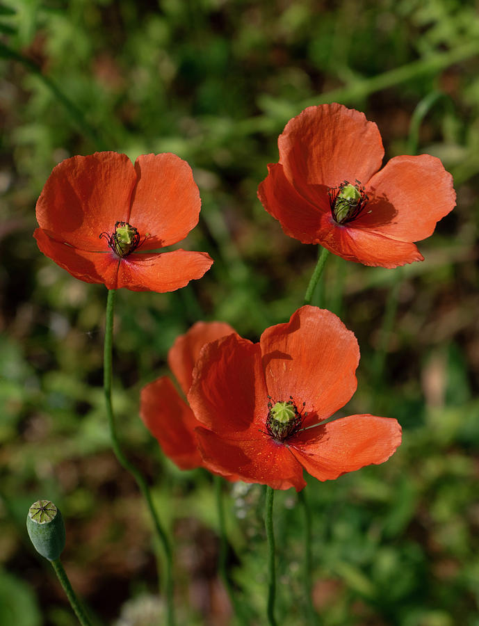 Poppy Photograph - Red Poppies by Jean Haynes