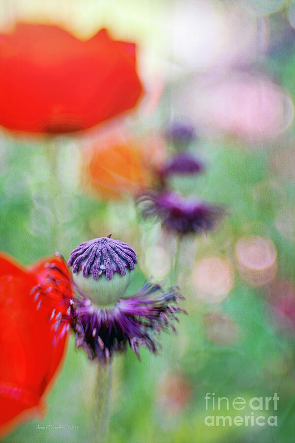 Red Poppies Digital Art by Macro Abundance Art Red Poppies Digital Art by Macro Abundance Art