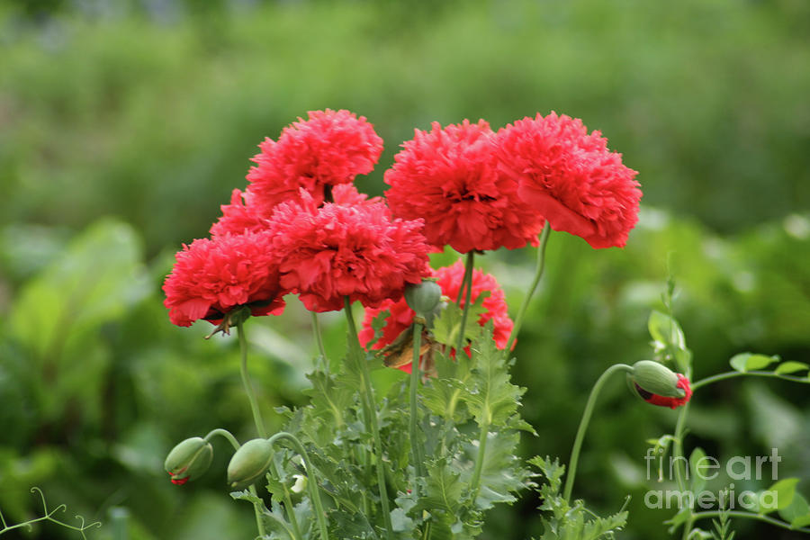 Red Poppies Photograph by Jimmie Bartlett