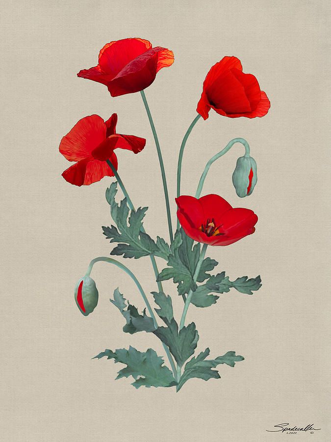 Red Poppies Digital Art by M Spadecaller