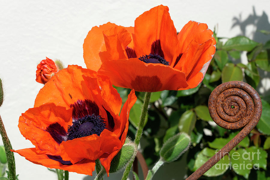 Red Poppies With A Twist Photograph