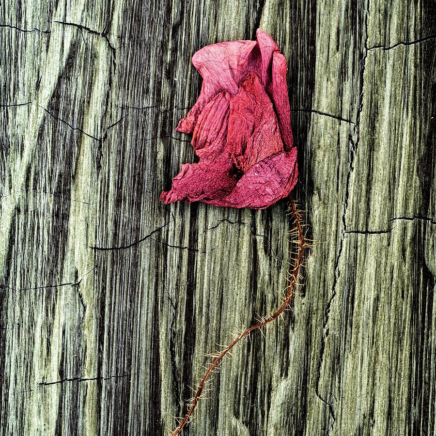 Red poppy #1 Photograph by Al Fio Bonina