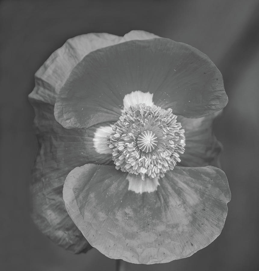Red Poppy 2021-1 Black And White Photograph