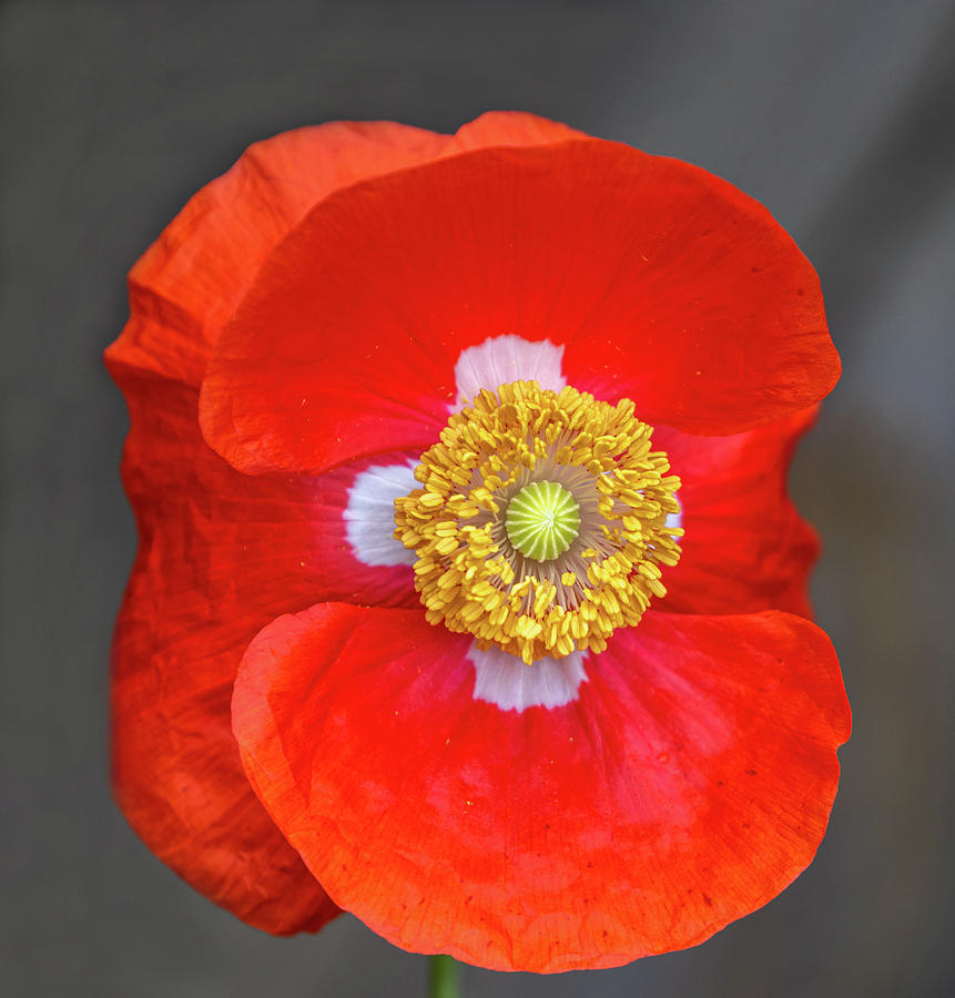 Red Poppy 2021-1 Photograph by Thomas Young