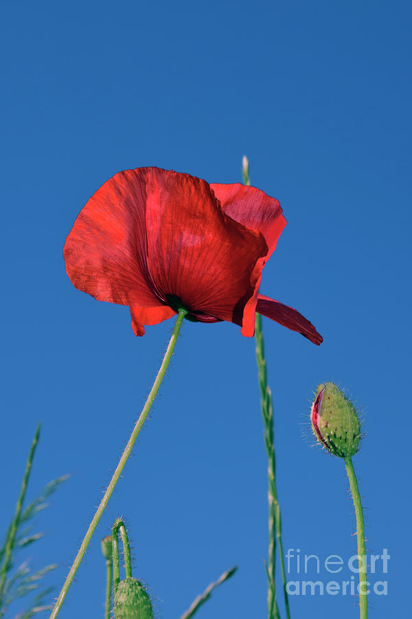 Poppy Photograph - Red poppy against blue sky by Tibor Tivadar Kui
