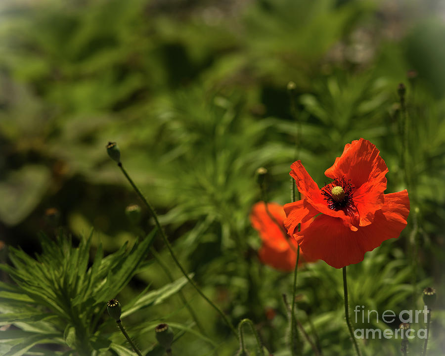Red poppy Photograph by Agnes Caruso