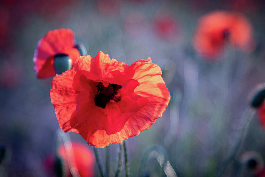 Red Poppy Photograph by Airpower Art