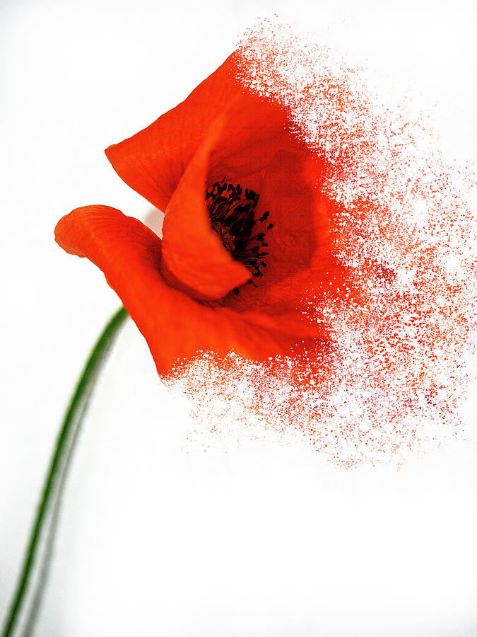 Red Poppy Photograph by Al Fio Bonina