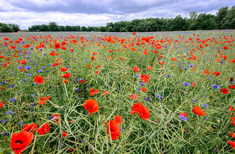 Red poppy and blue cornflower field Photograph by Ben Robson Hull Photography