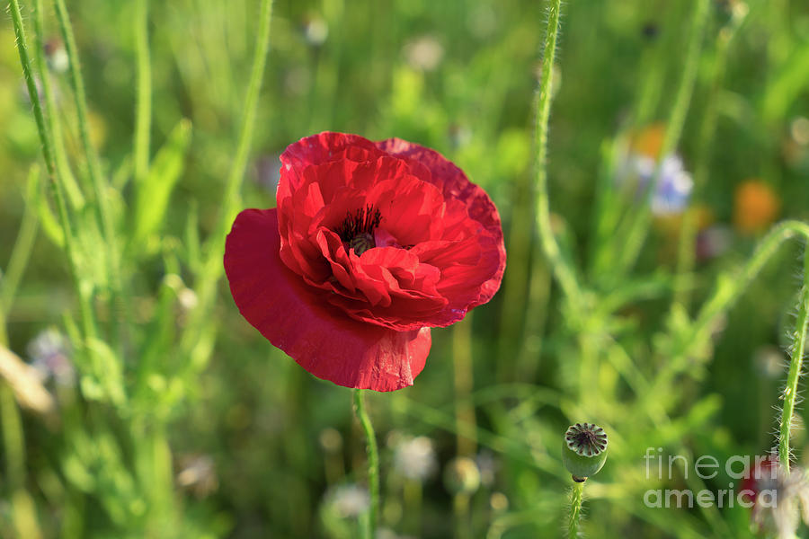 Red poppy and green summer meadow Photograph by Adriana Mueller