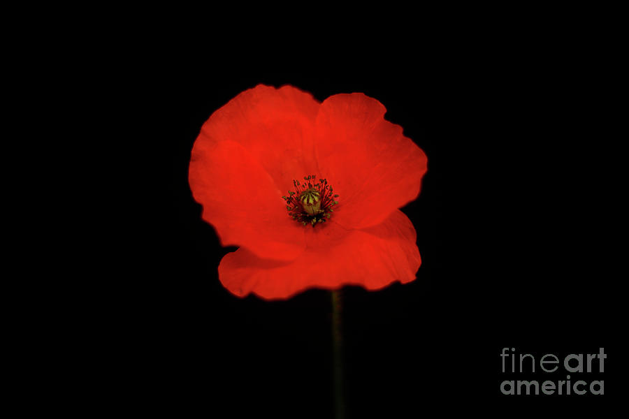 Red Poppy Black Background Photograph by Terri Waters