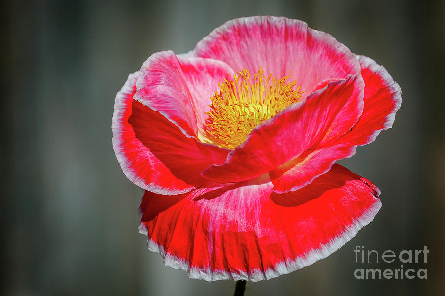 Red poppy bloom against a gray background Photograph by Richard Smith