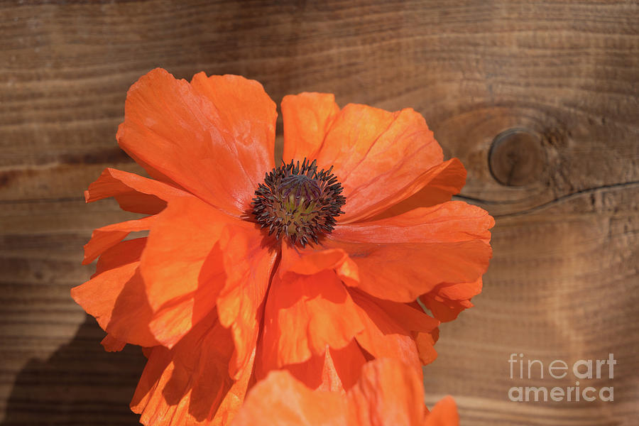 Red poppy blossom, wood and sunshine Photograph by Adriana Mueller