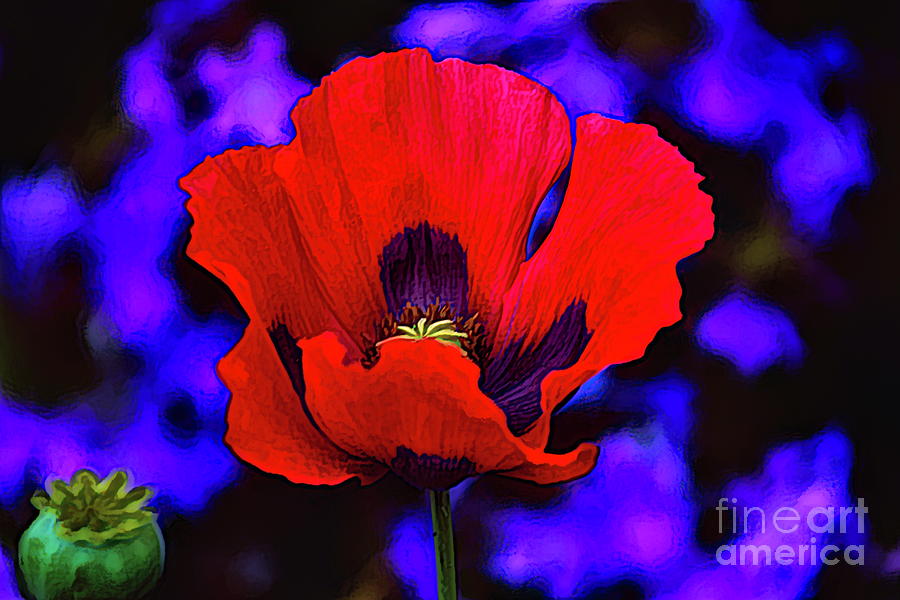 Red Poppy Brilliance Photograph by Diana Mary Sharpton