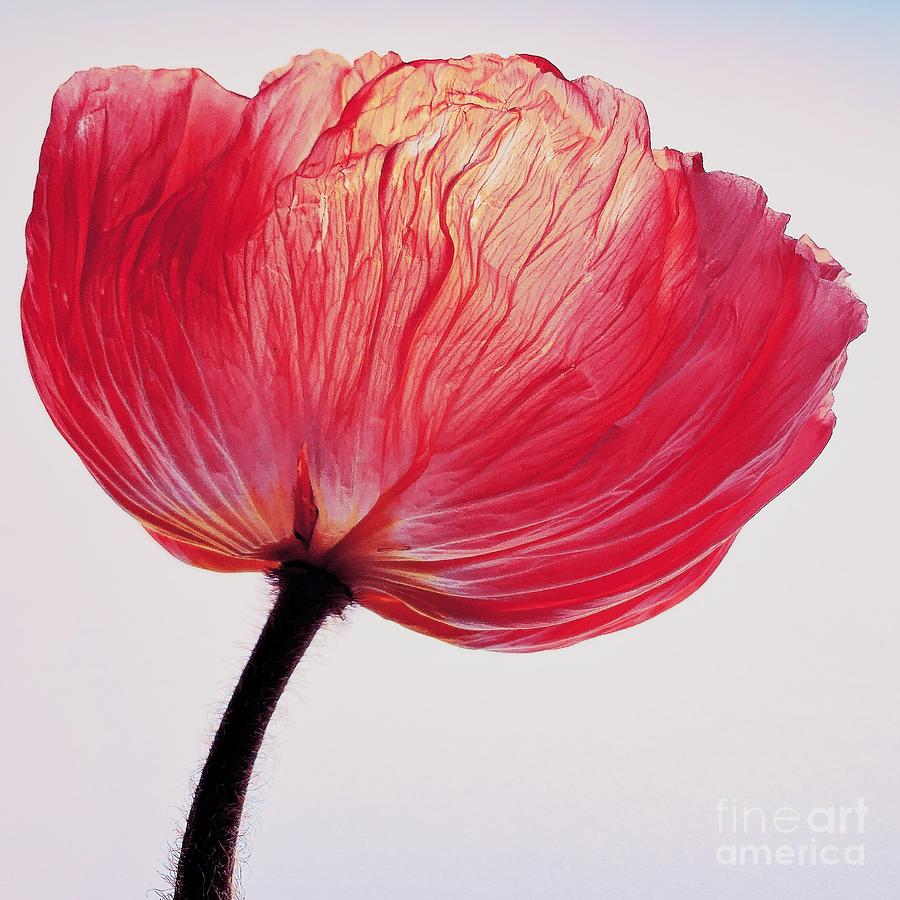 Poppy Photograph - Red Poppy by Christine Mignon