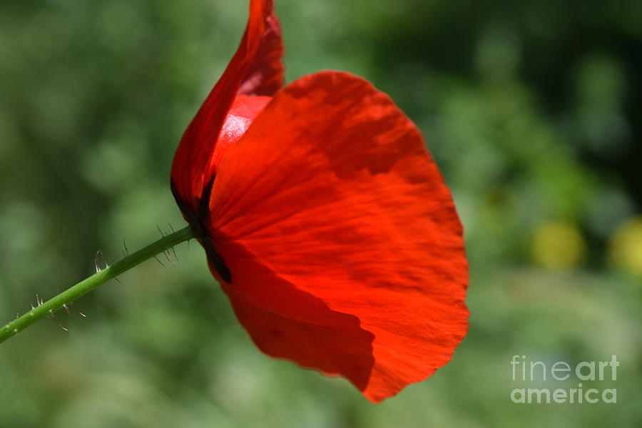 Red Poppy Elegance Photograph by Janet Marie